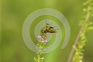 Eastern Amberwing Dragonfly Female  708857 photo