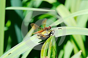 An Eastern Amberwing Dragonfly found in Maryland
