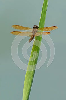 Eastern Amberwing Dragonfly - Perithemis tenera