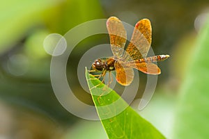 Eastern Amberwing Dragonfly - Perithemis tenera