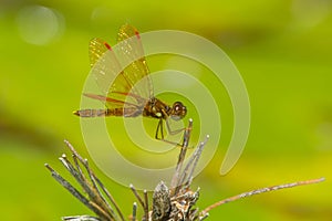 Eastern Amberwing Dragonfly - Perithemis tenera