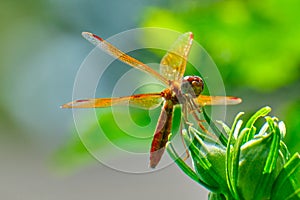 Eastern amberwing dragonfly (Perithemis tenera)