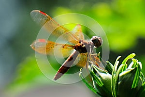 Eastern amberwing dragonfly (Perithemis tenera)