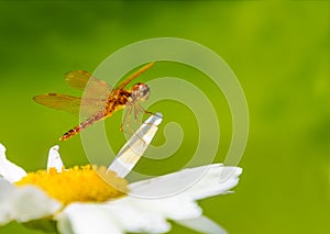 Amber gold dragonfly with open green background photo