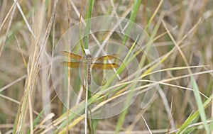 Eastern Amberwing Dragonfly Perithemis tenera Perched on Grass