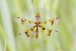 Eastern Amberwing Dragonfly Perithemis tenera Perched on Grass