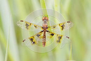 Eastern Amberwing Dragonfly Perithemis tenera Perched on Grass photo