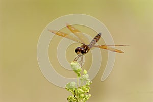 Eastern Amberwing Dragonfly  708864 photo