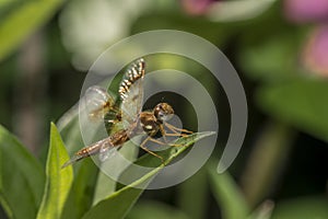 Eastern amberwing ,Perithemis tenera