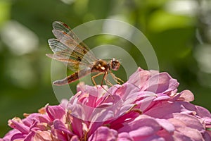 Eastern amberwing ,Perithemis tenera