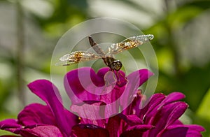 Eastern amberwing ,Perithemis tenera