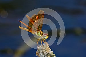 Eastern amberwing (Perithemis tenera)