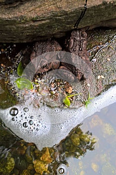 Eastern American Dwarf Toads