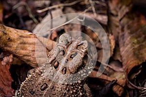 Eastern American Toad, anaxyrus americanus, close-up head and shoulders top view from above, cranial crests and parotoid glands