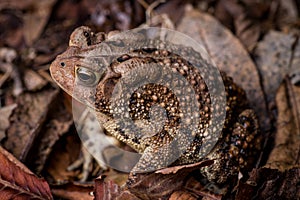 Eastern American Toad, anaxyrus americanus, high perspective left side portrait