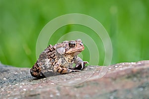 Eastern American Toad (Anaxyrus americanus) portrait