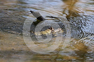 The eastern American toad Anaxyrus americanus americanus