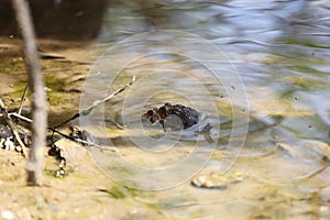 The eastern American toad Anaxyrus americanus americanus