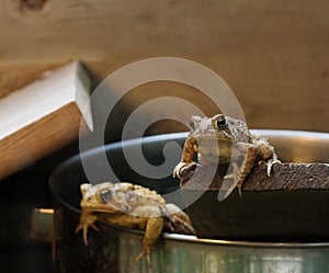 Eastern American Toad (Bufo americanus)