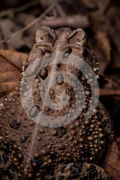 Eastern American Toad close-up, anaxyrus americanus, back view with cranial crests and parotoid glands