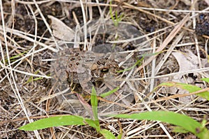 Eastern American Toad Immature    704248