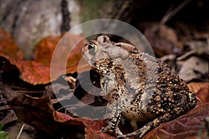 Eastern American Toad low perspective left side portrait, with cranial crests and parotoid glands visible