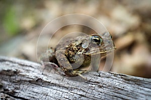 Eastern American Toad