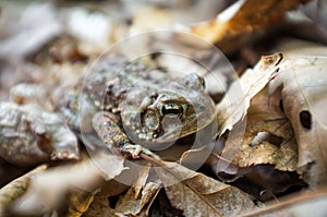 Eastern American Toad