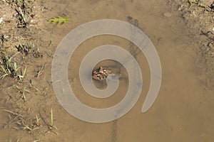 Eastern American Toad