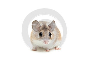 Eastern or arabian spiny mouse, Acomys dimidiatus