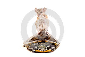 Eastern or arabian spiny mouse, Acomys dimidiatus