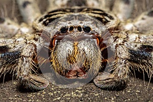 Eastern Banded Huntsman spider