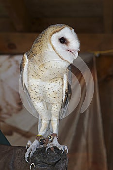 Eastern Barn Owl