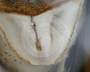 Eastern Barn Owl in Repose, Detailed Close up of its Face