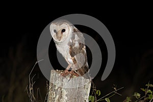 Eastern Barn Owl (Tyto javanica