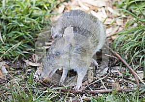 Eastern Barred Bandicoot