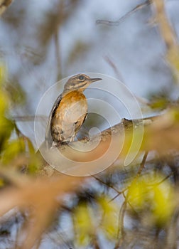 Eastern Bearded Scrub Robin photo