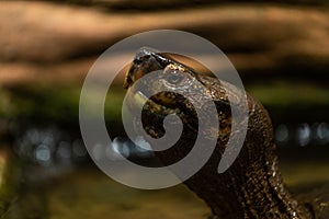Eastern black-bridged leaf turtle