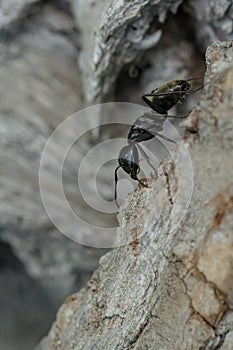 Eastern Black Carpenter Ant - Camponotus pennsylvanicus