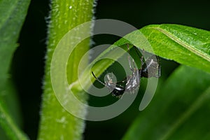 Eastern Black Carpenter Ant - Camponotus pennsylvanicus