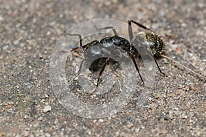 Eastern Black Carpenter Ant - Camponotus pennsylvanicus