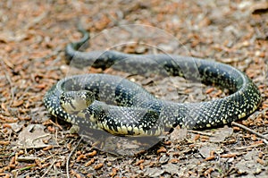 Eastern Black Kingsnake