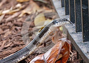 Eastern black rat snake.