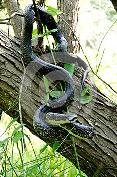 Eastern Black Rat Snake climbing a tree