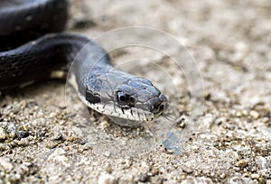 Eastern Black Rat Snake flicking forked tongue Georgia USA