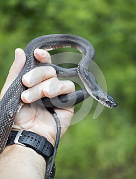 Eastern Black Ratsnake coiled held in hand