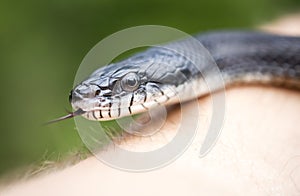 Eastern Black Ratsnake flicking forked tongue crawling on arm