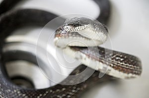 Eastern Black Ratsnake in kitchen sink