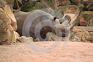 Eastern black rhino