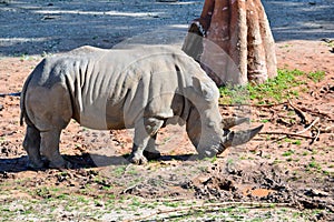 Eastern Black Rhino Diceros Bicornis Michaeli Eating Grass